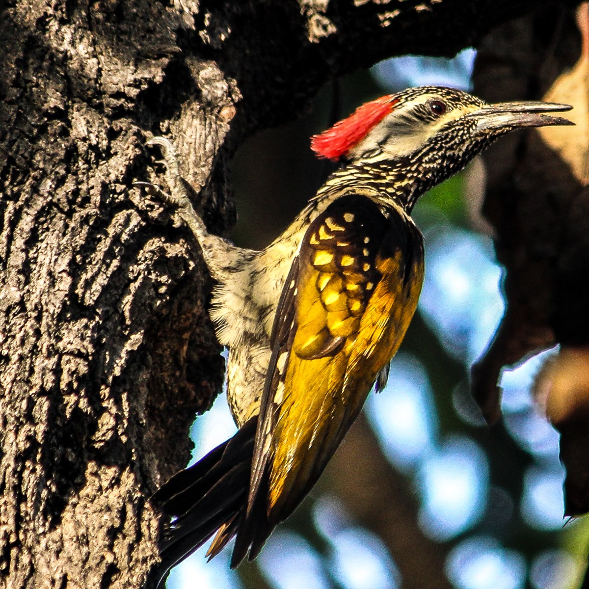 Woodpeckers – Black-rumped&nbsp;Flameback