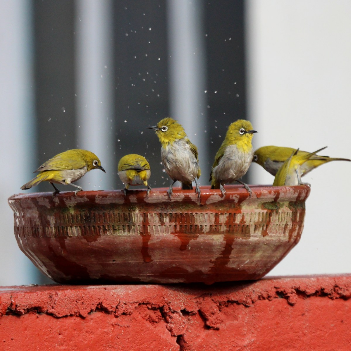 Bespectacled Bird – Indian&nbsp;White-eye