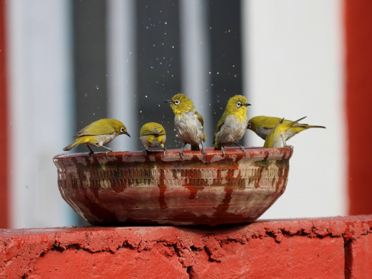 Bespectacled Bird – Indian&nbsp;White-eye