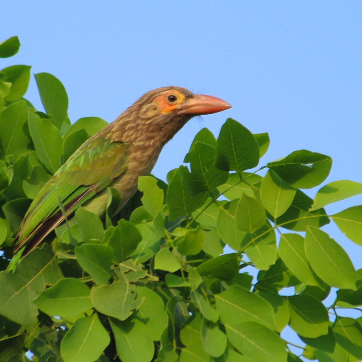 Bird with a beard – Brown-headed&nbsp;Barbet