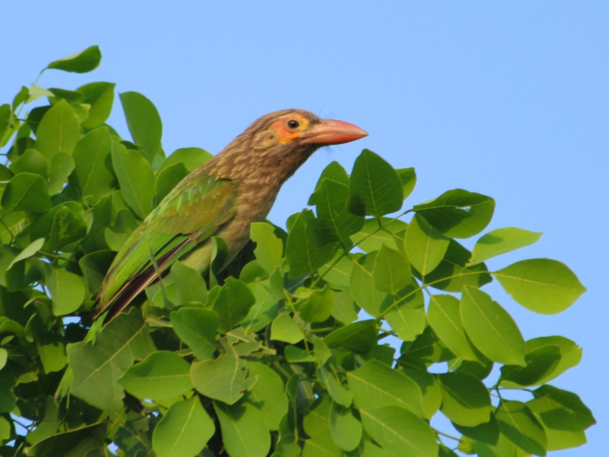 Bird with a beard – Brown-headed&nbsp;Barbet