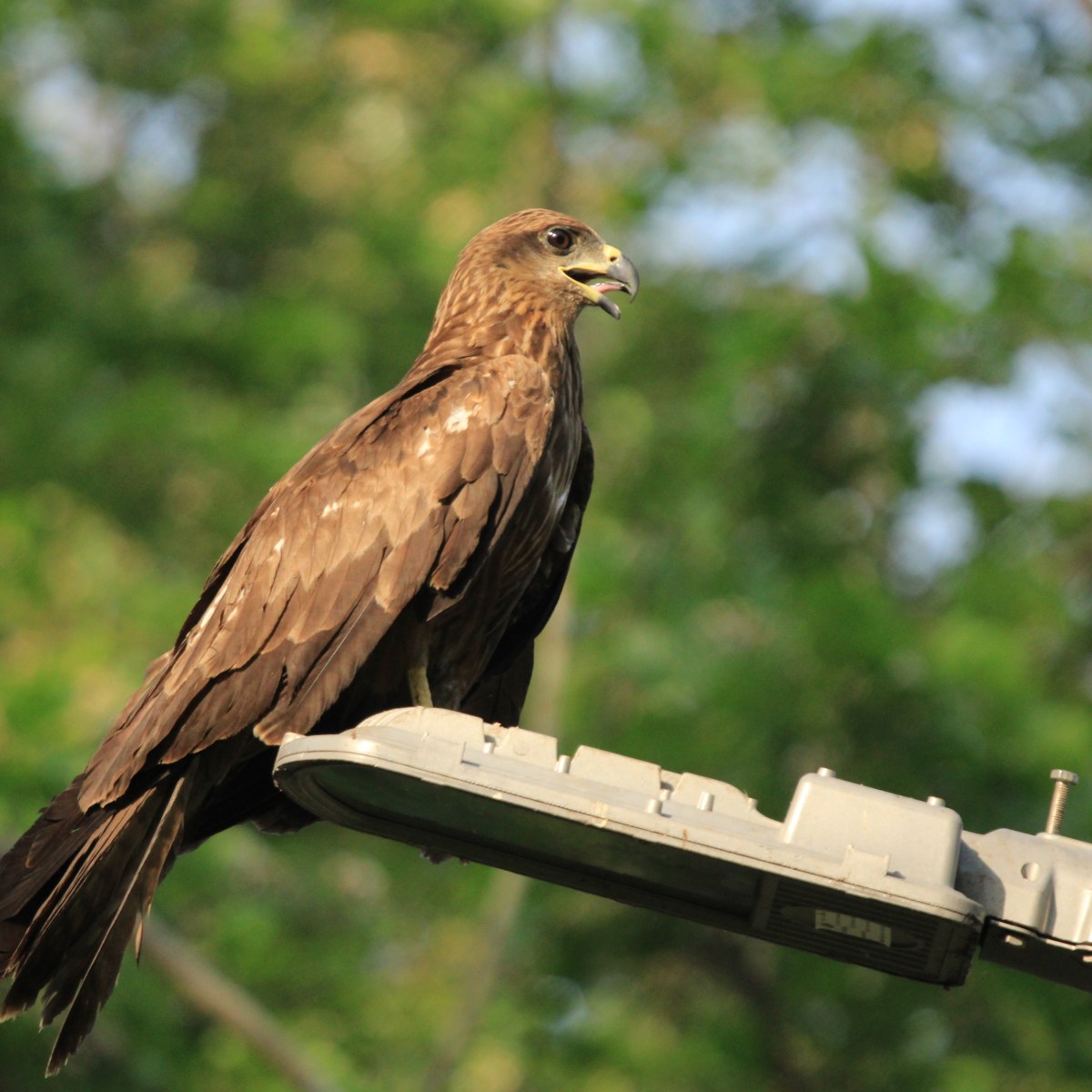 Black Kite