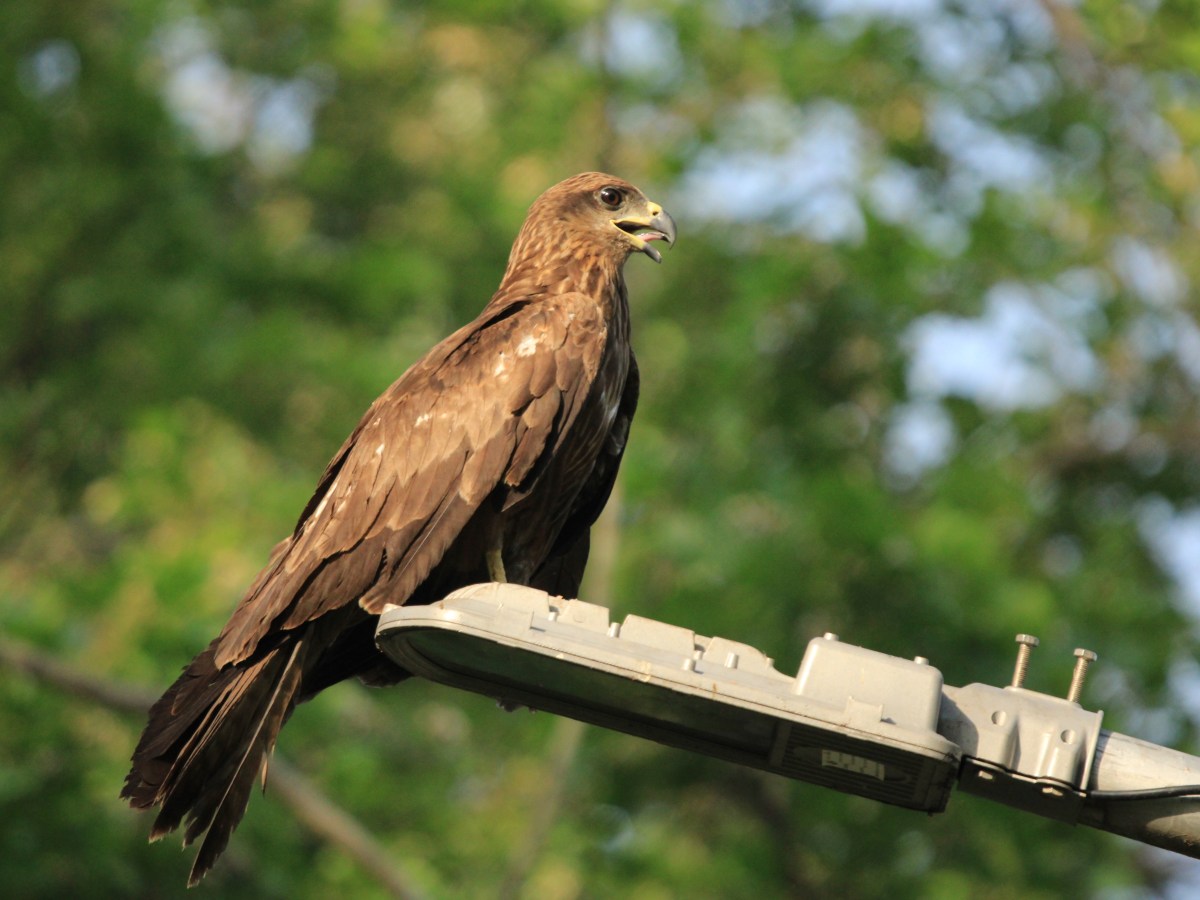 Black Kite