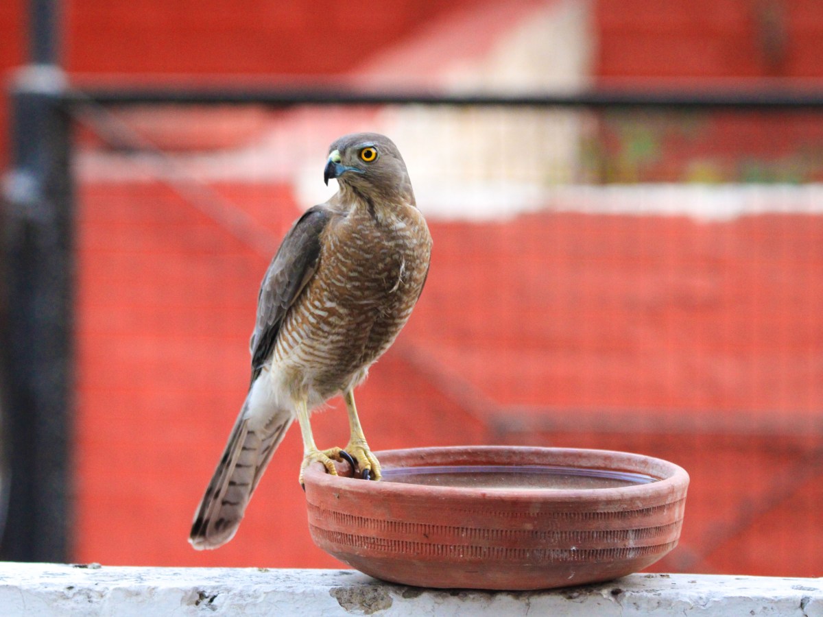 The Shikra – Beauty, Brain &&nbsp;Brawn