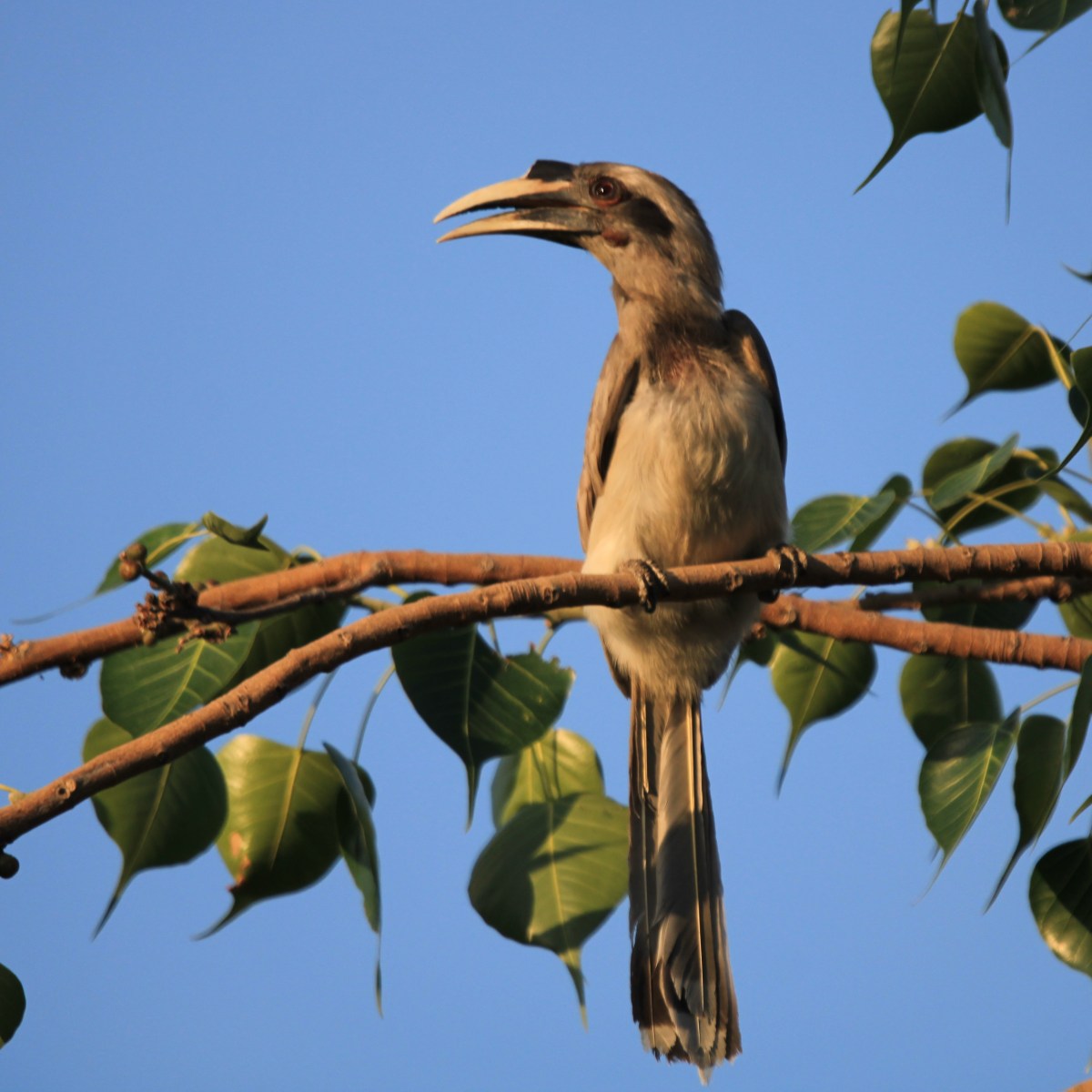 Indian Grey Hornbill – State bird of&nbsp;Chandigarh