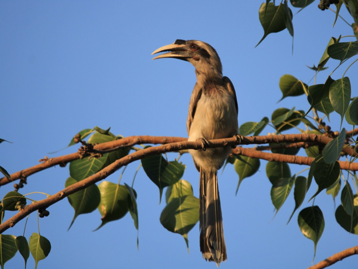 Indian Grey Hornbill – State bird of&nbsp;Chandigarh