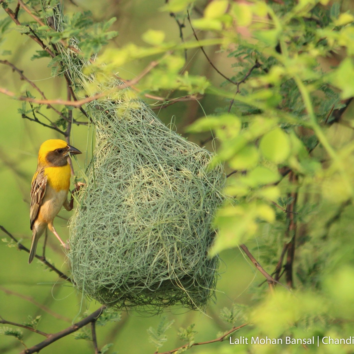 The Flying Architect – Baya&nbsp;Weaver