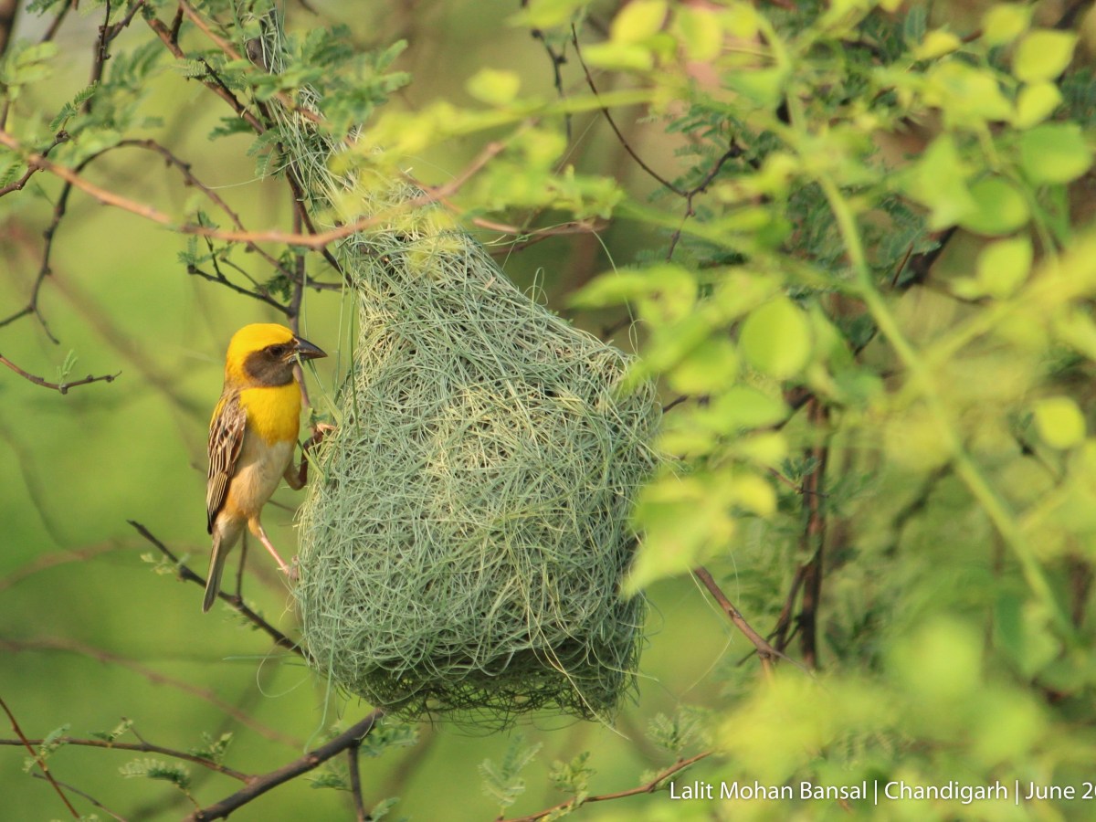 The Flying Architect – Baya&nbsp;Weaver