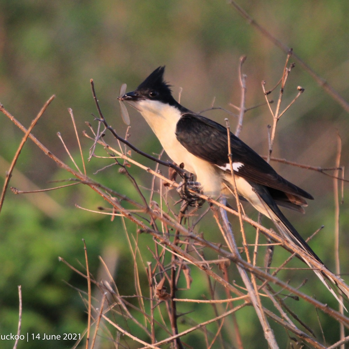 Harbingers of Monsoon – Pied&nbsp;Cuckoo