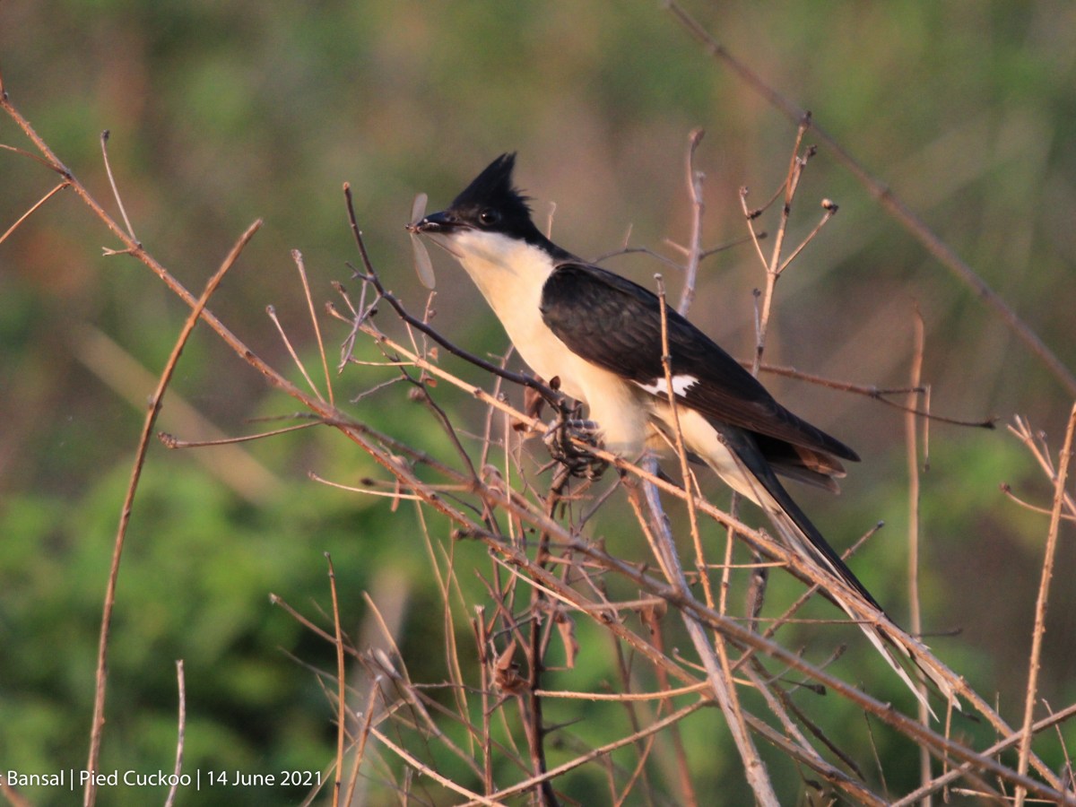 Harbingers of Monsoon – Pied&nbsp;Cuckoo