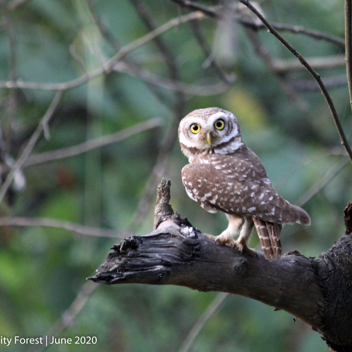 The Spotted Owlet