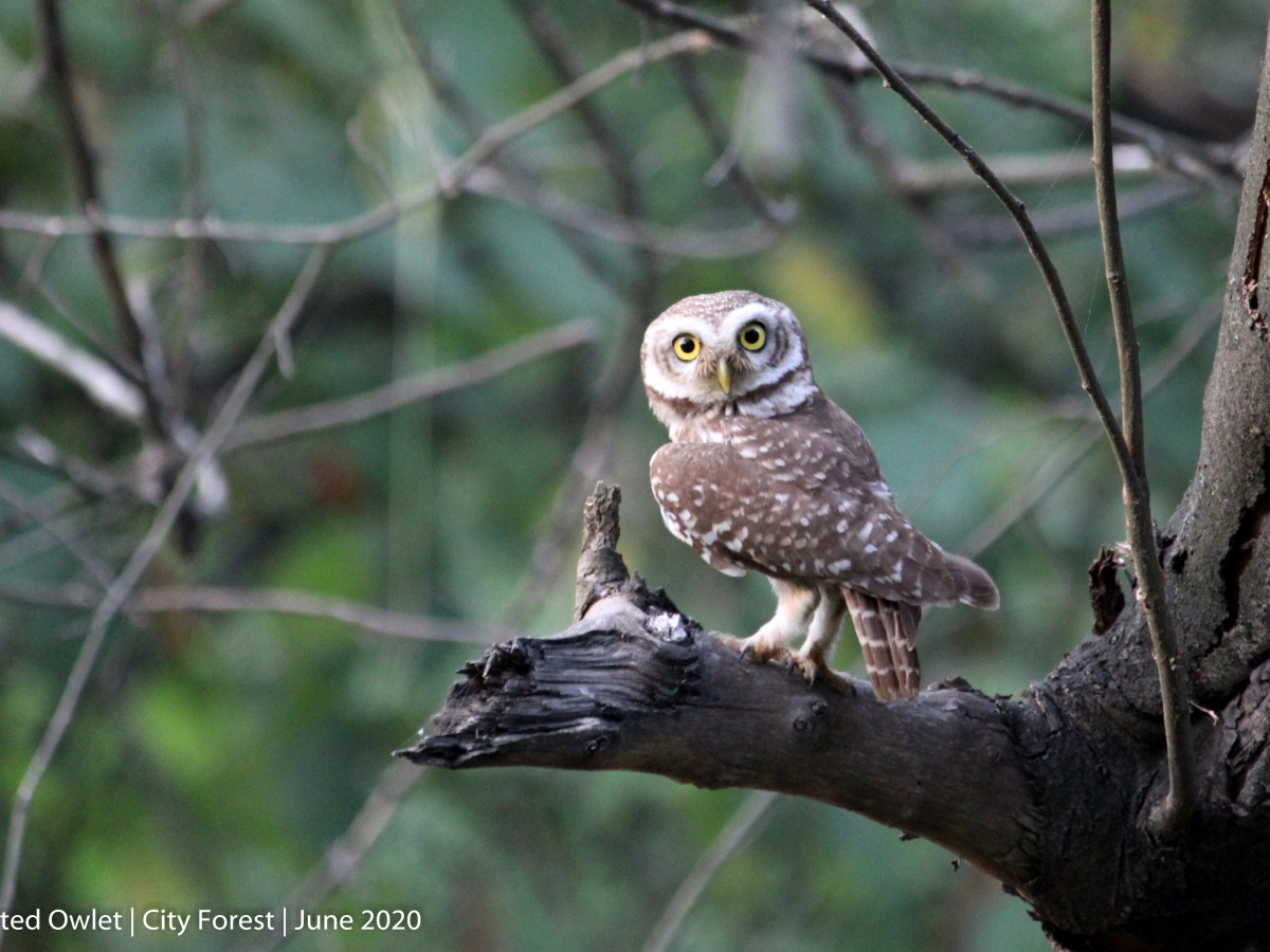 The Spotted Owlet