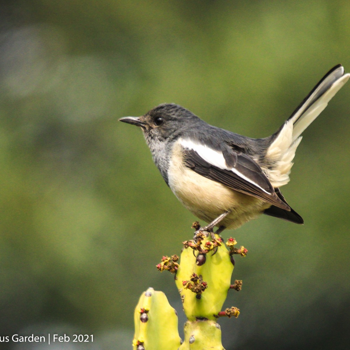 Oriental Magpie Robin
