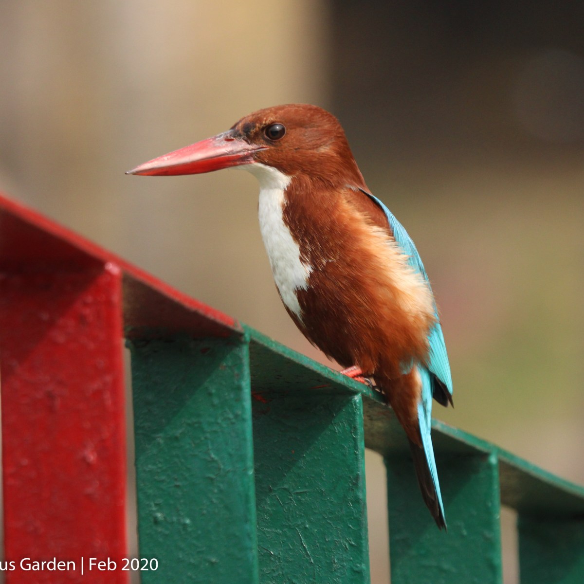 White – throated&nbsp;Kingfisher