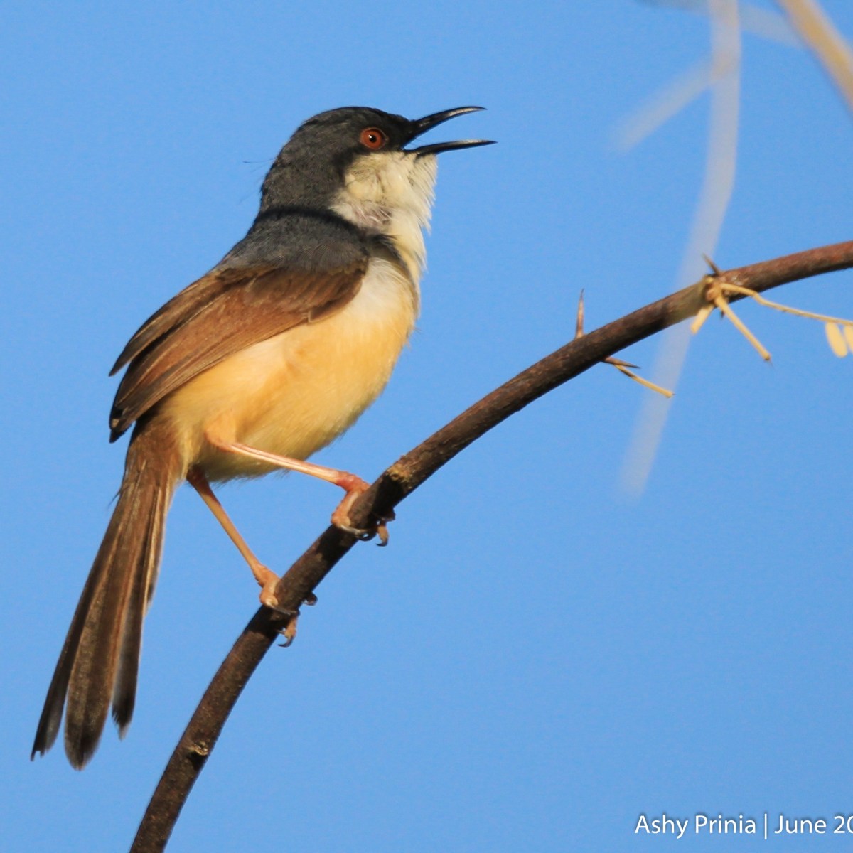 Ashy Prinia – The Ashy Wren&nbsp;Warbler