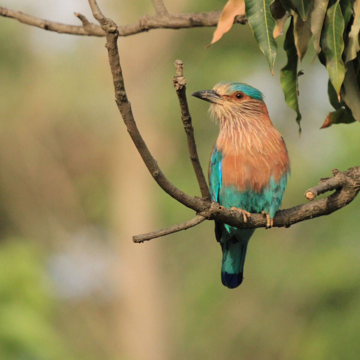 Indian Roller – An auspicious&nbsp;bird