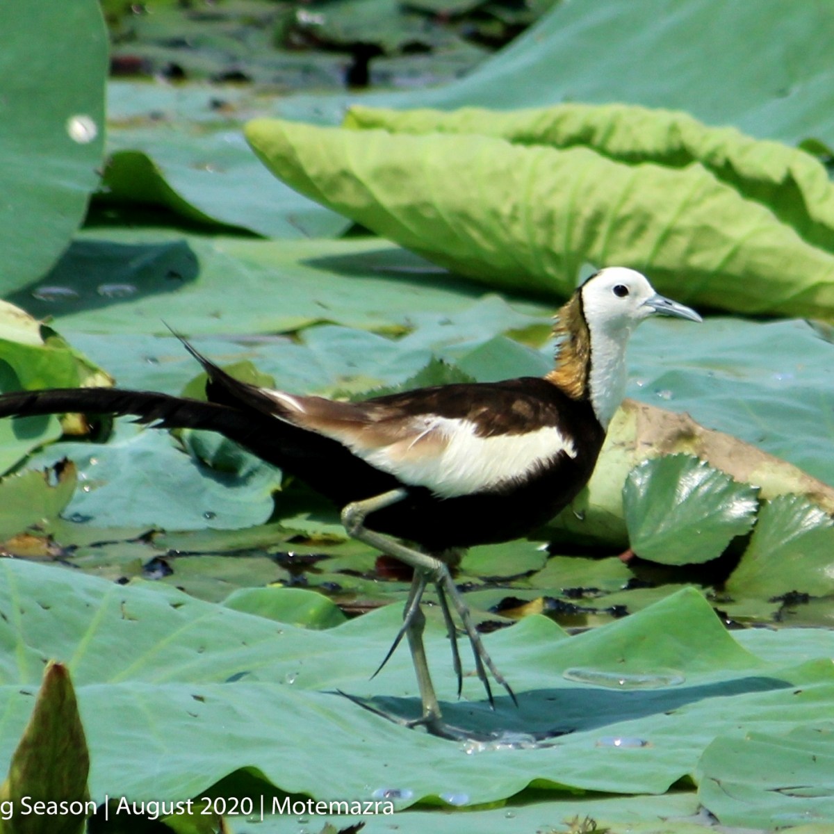 Mystery bird: Pheasant-tailed&nbsp;jacana