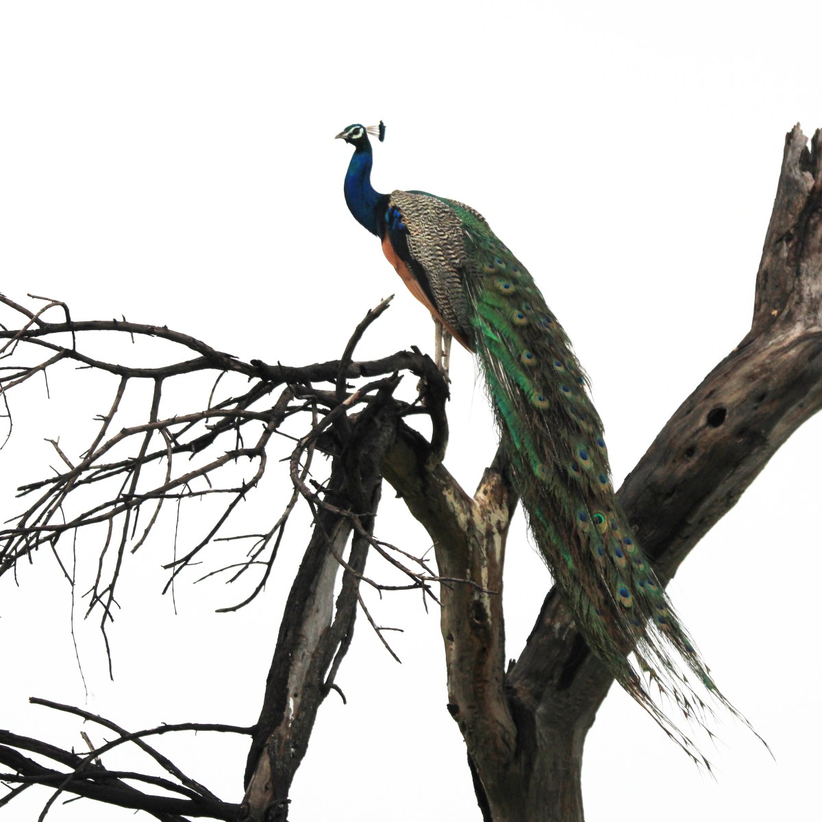 Keoladeo National Park, Bharatpur – My date with&nbsp;Nature