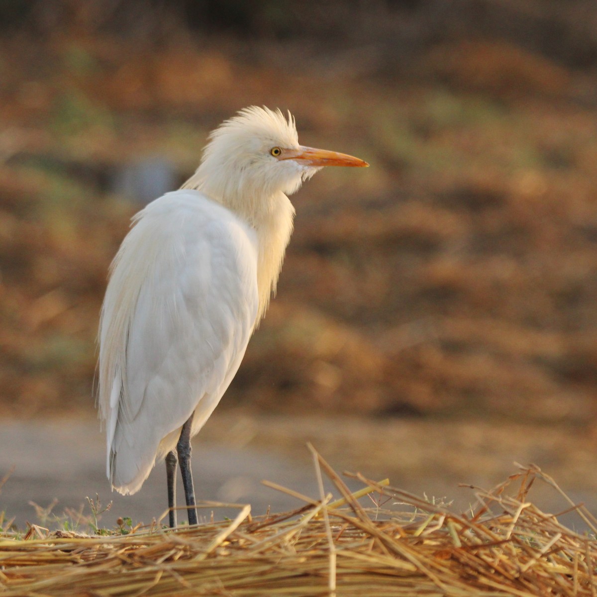 Cattle Egret