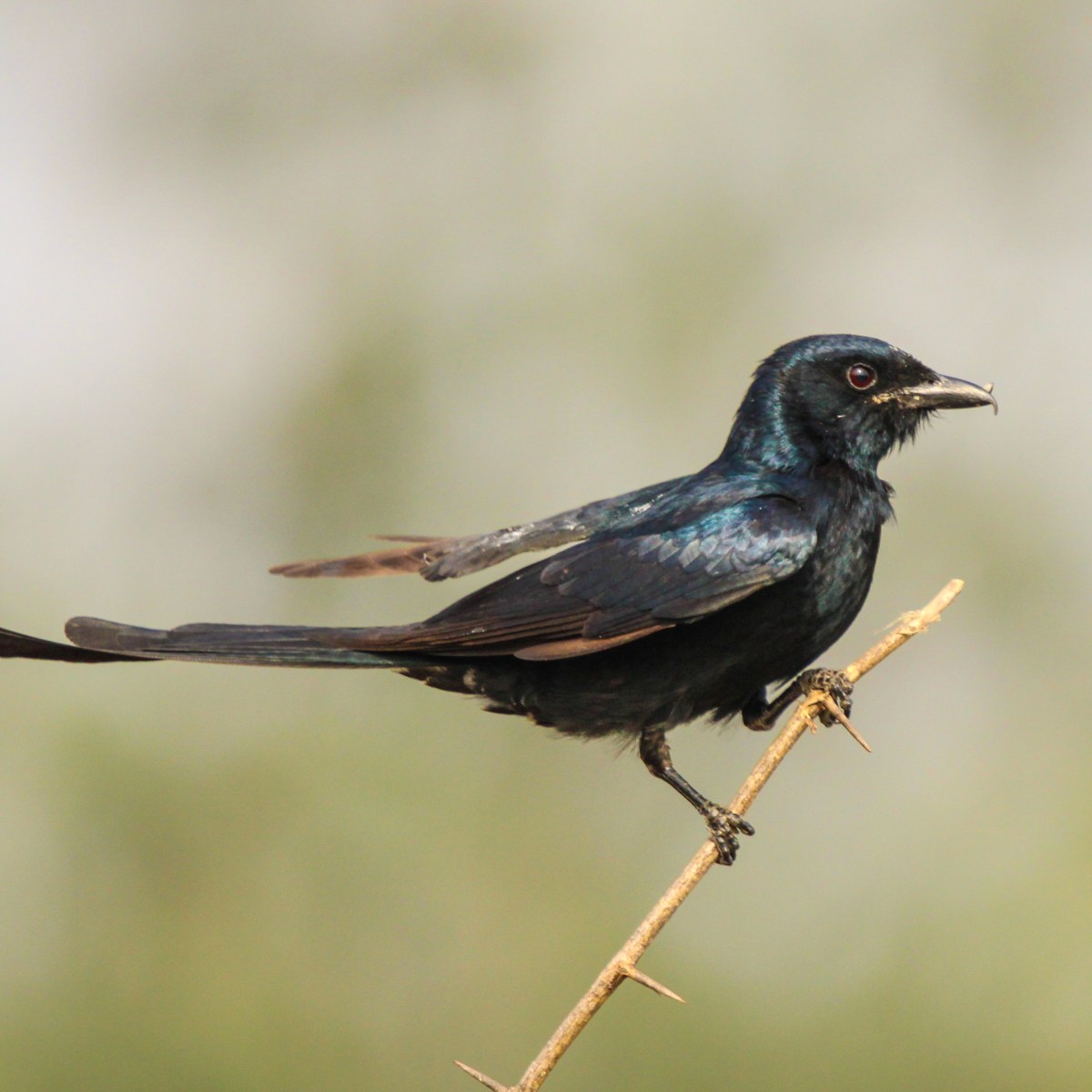 Black Drongo – Kotwal of&nbsp;Birds