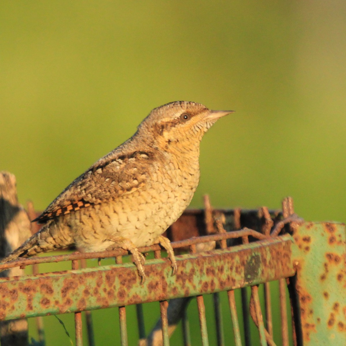 Eurasian wryneck