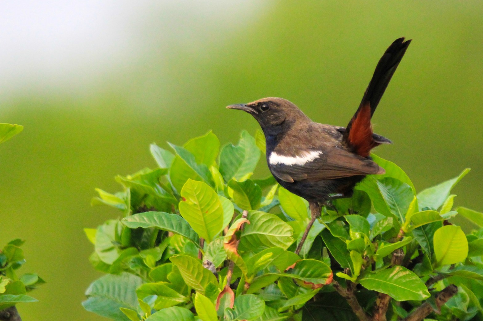 Indian Robin Male
