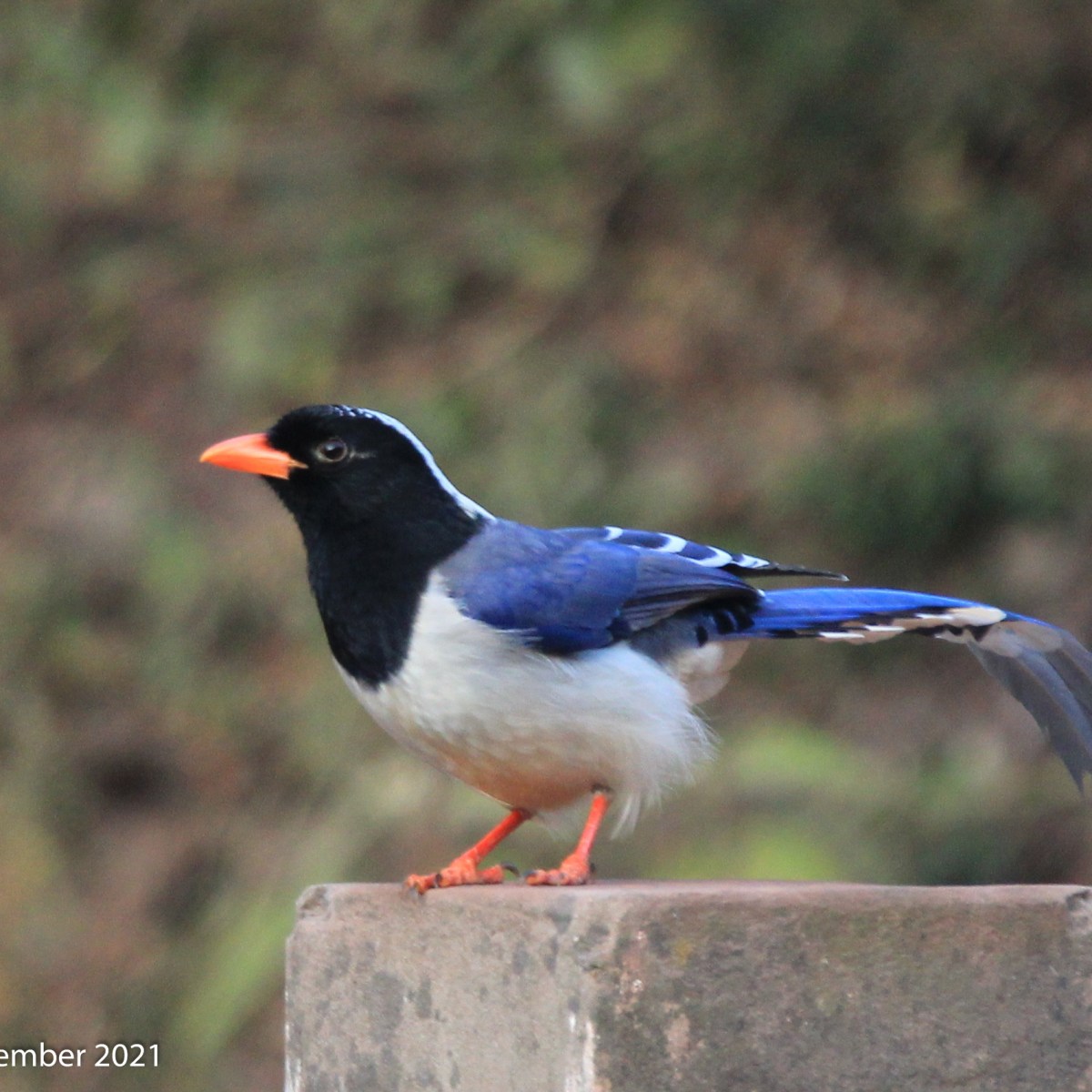 Red-billed Blue-Magpie