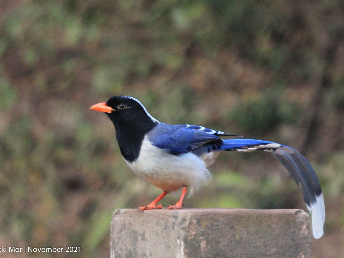 Red-billed Blue-Magpie