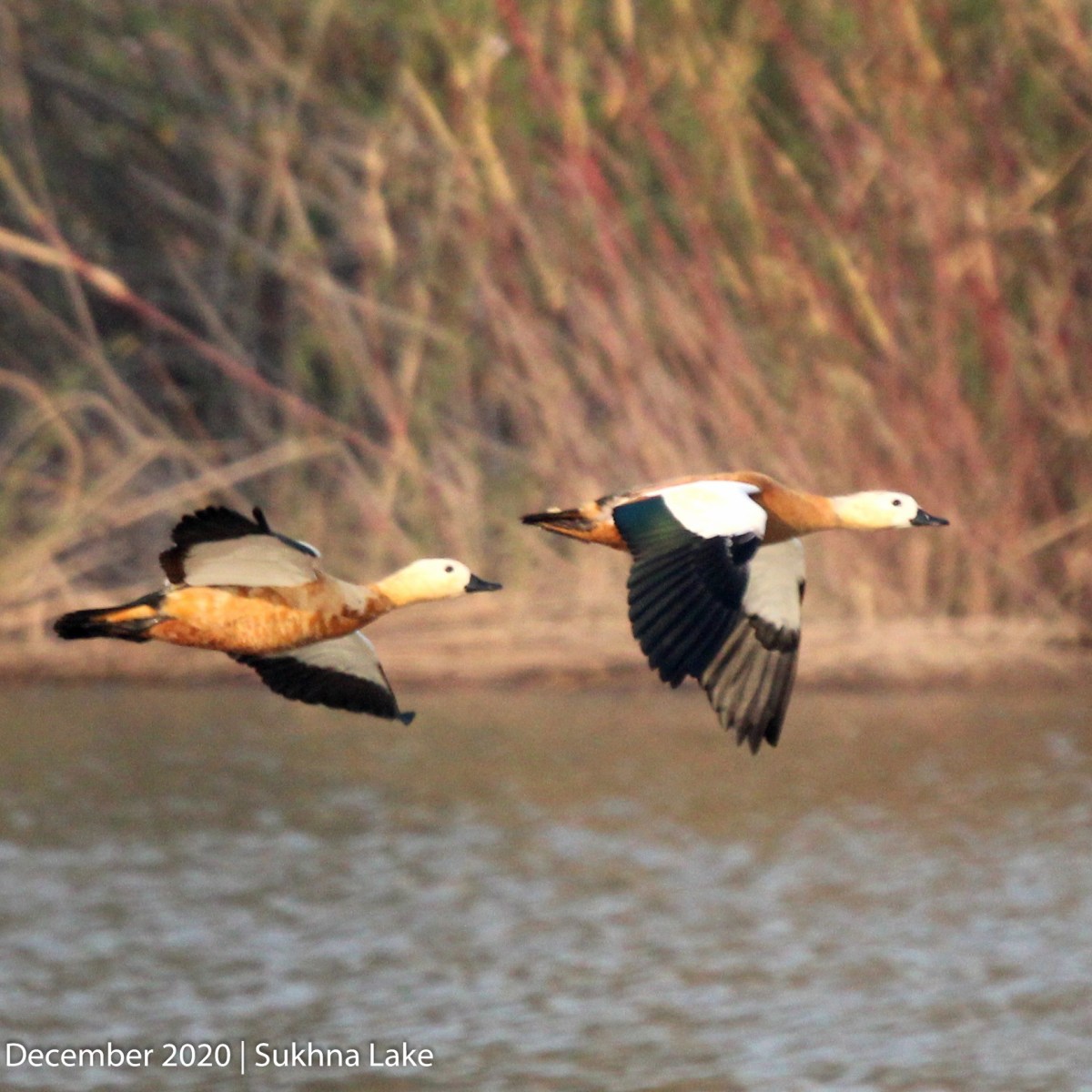 Ruddy shelduck ( Brahminy Duck&nbsp;)