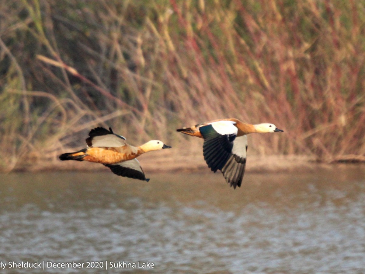 Ruddy shelduck ( Brahminy Duck&nbsp;)