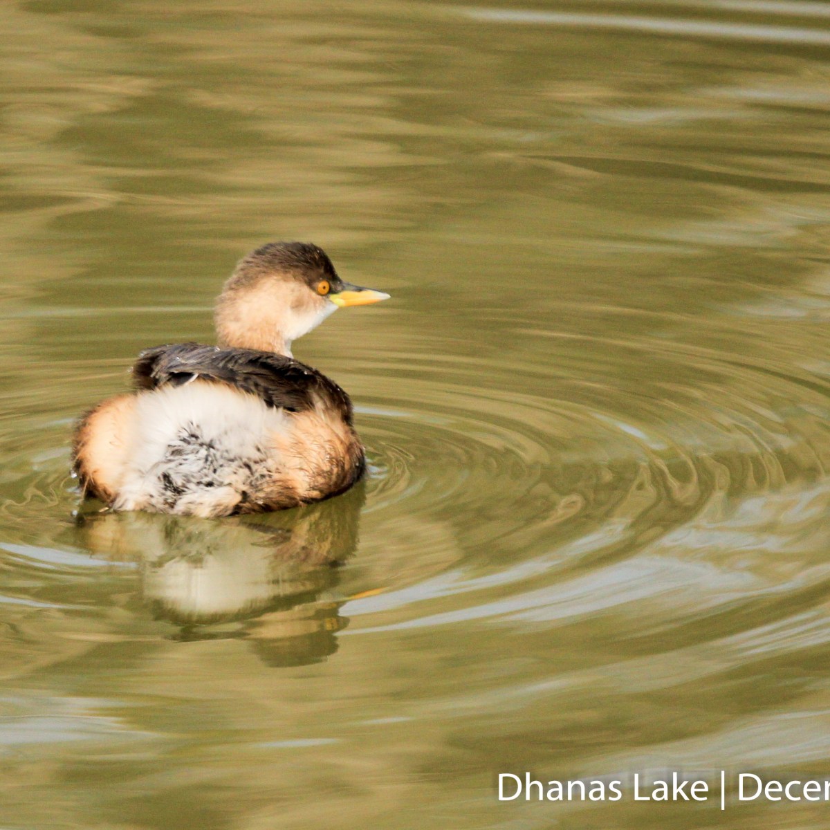 Little Grebe