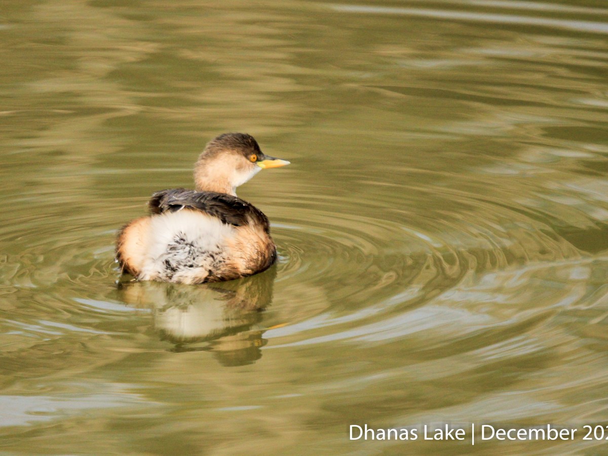 Little Grebe