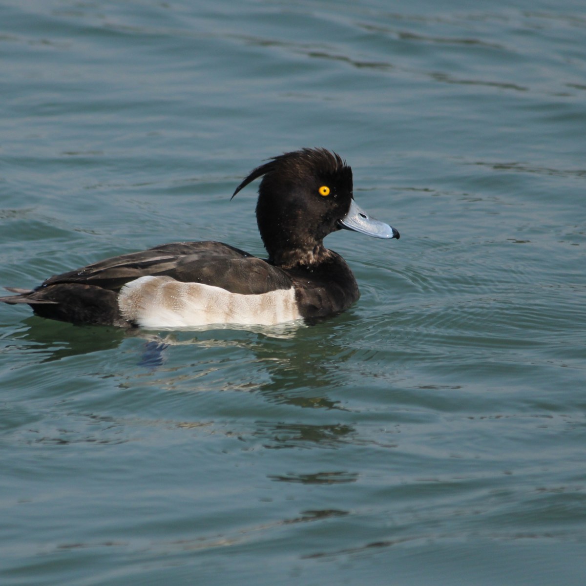 Tufted Duck