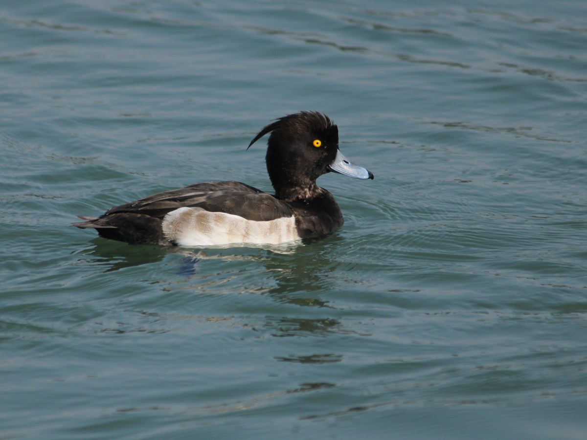 Tufted Duck