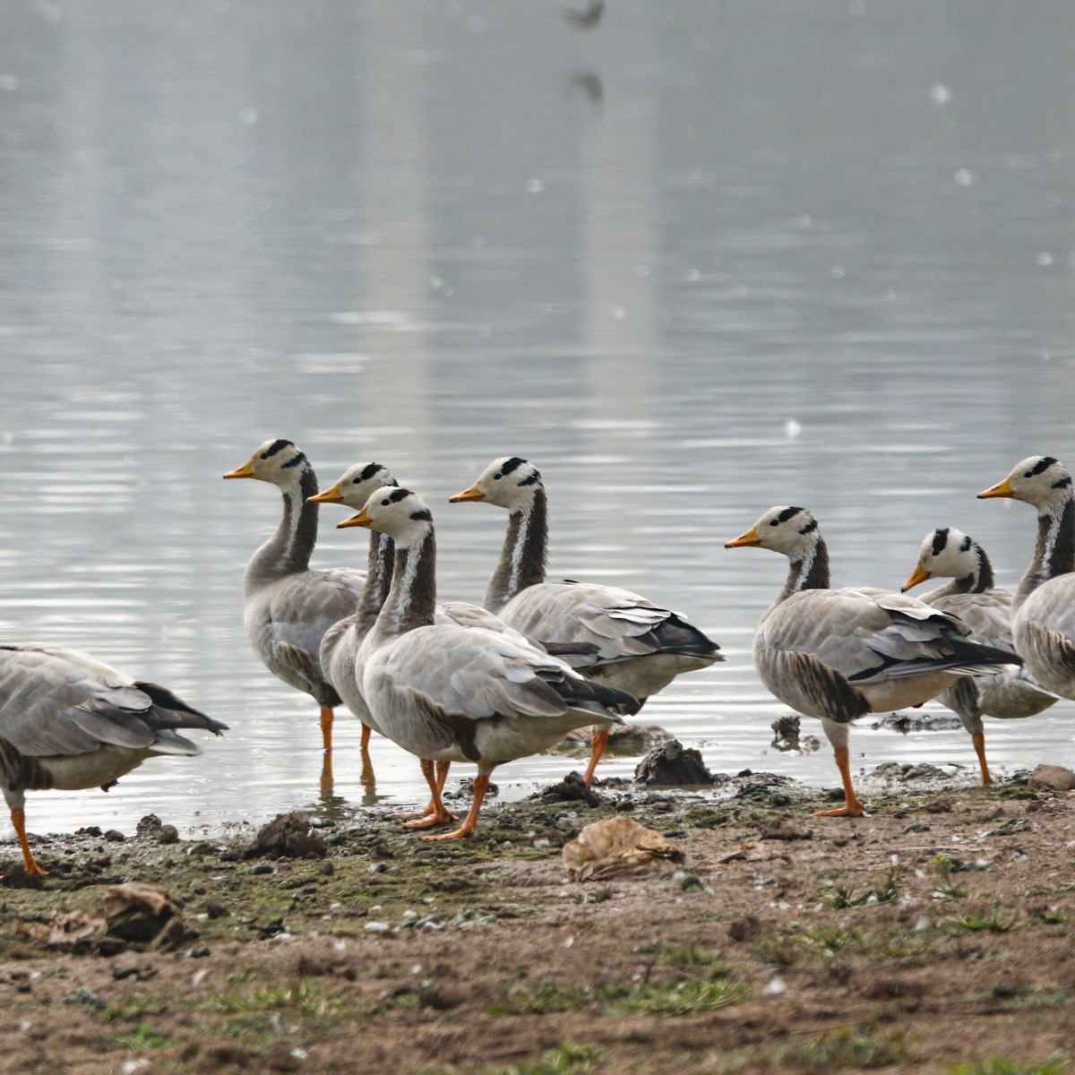 Winged Odyssey – Bar-headed&nbsp;Goose
