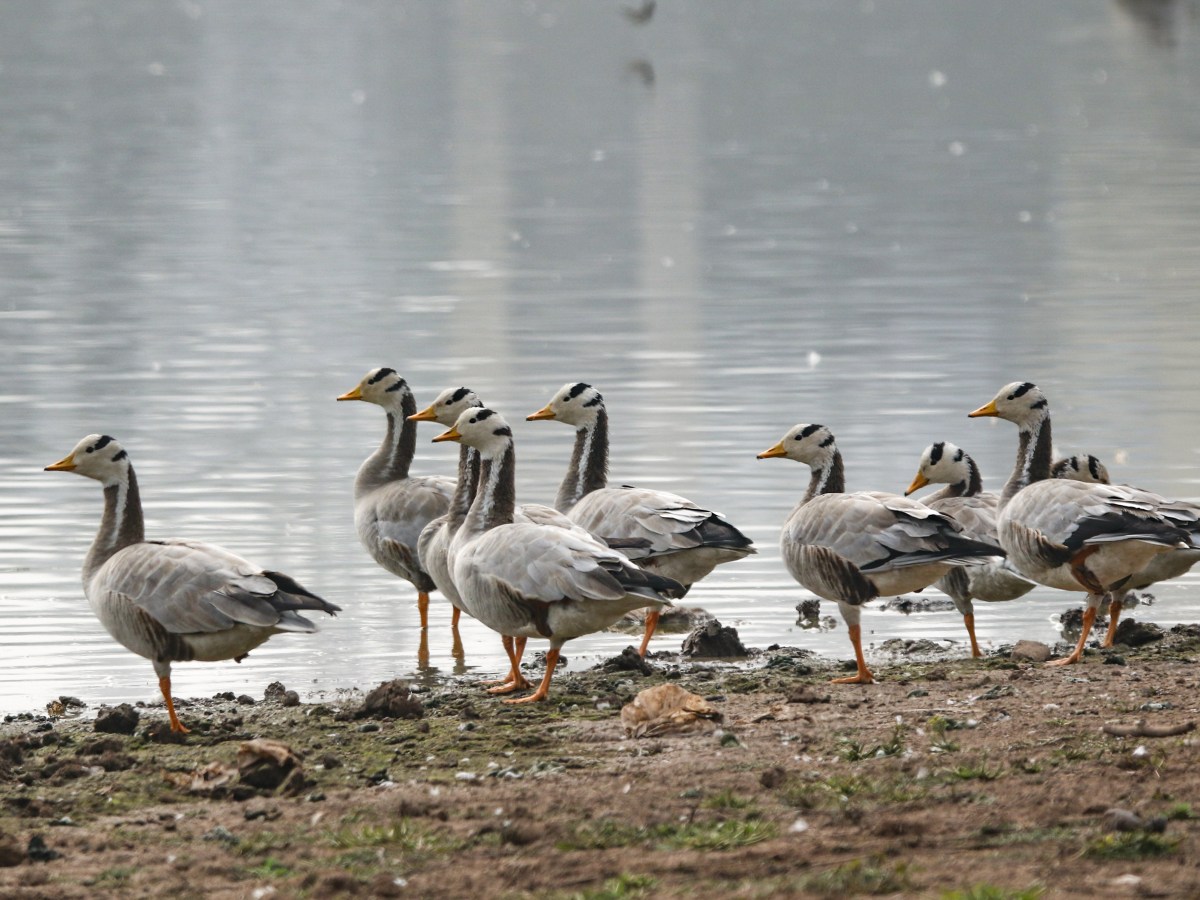 Winged Odyssey – Bar-headed&nbsp;Goose