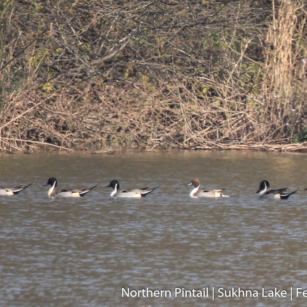 Northern Pintail