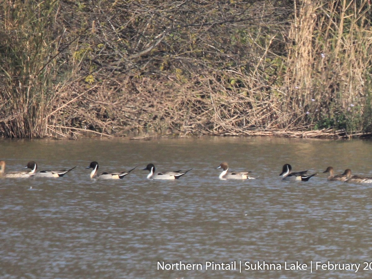 Northern Pintail