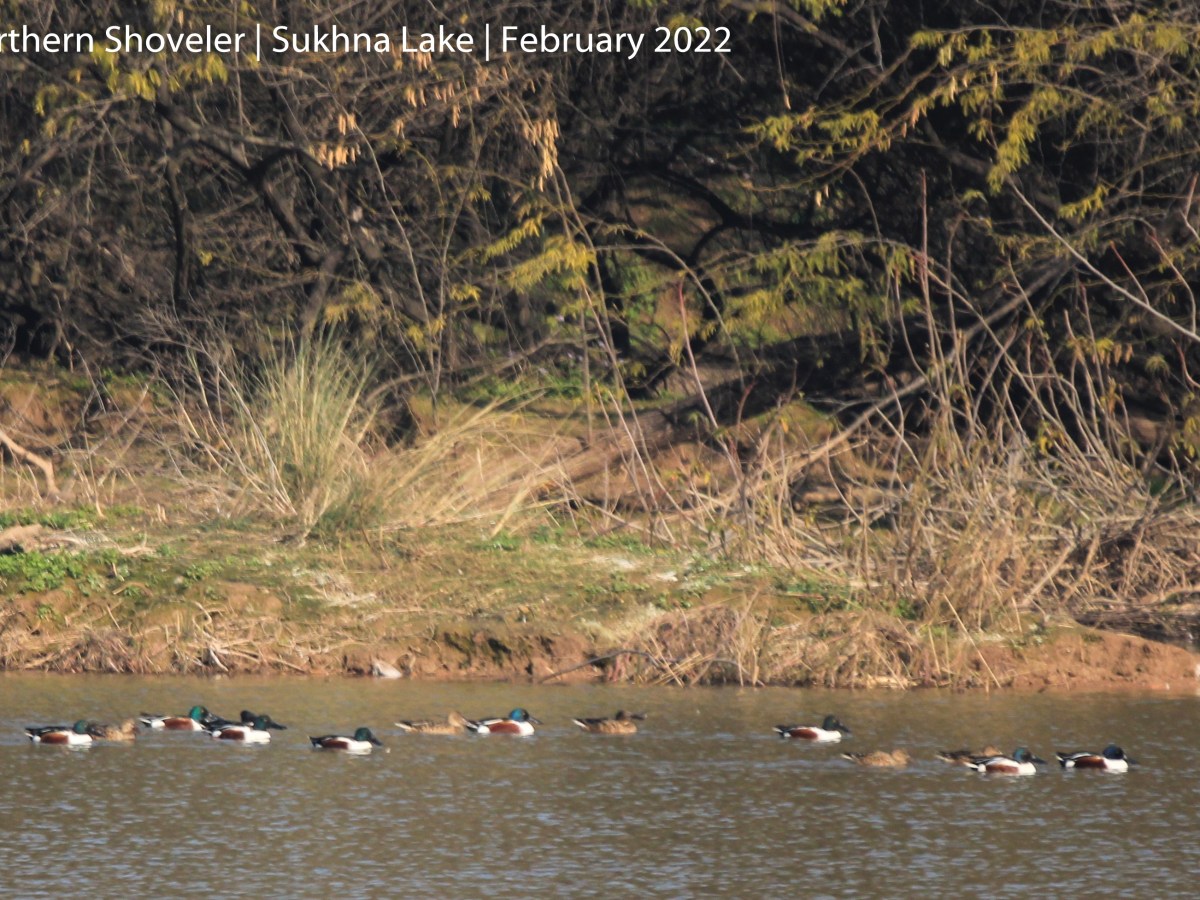 Northern Shoveler