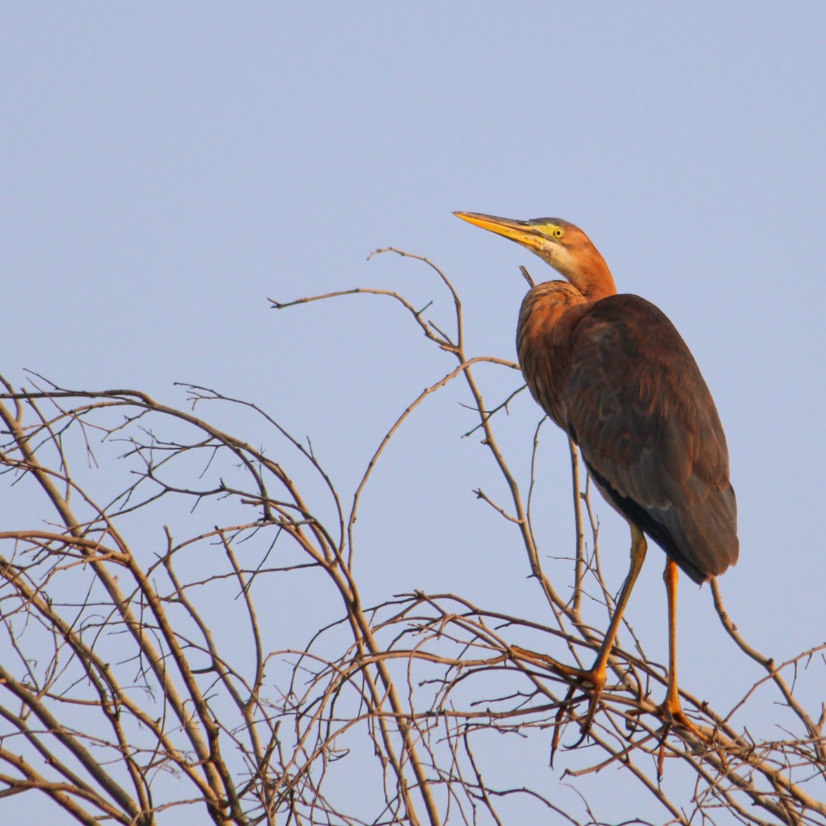 Purple Heron