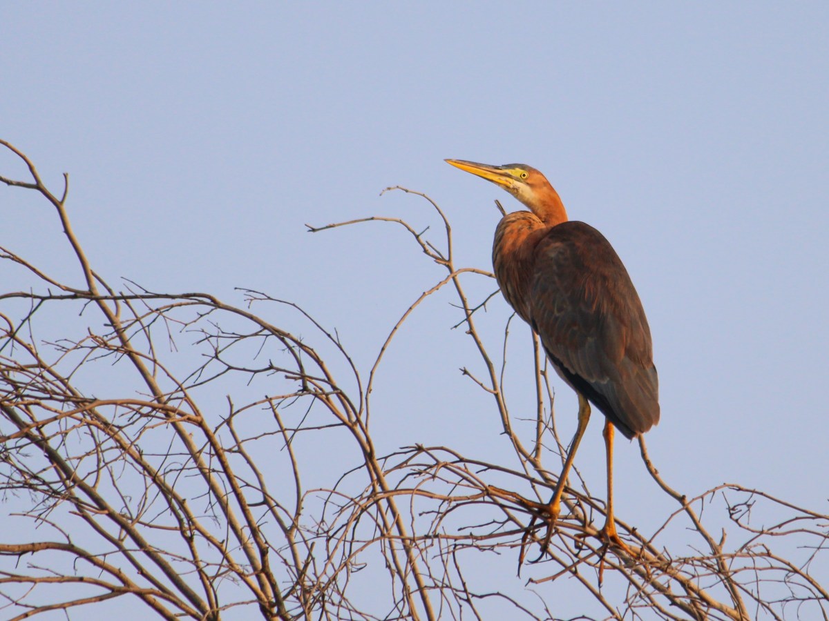 Purple Heron