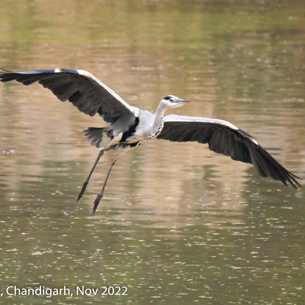 Heron – A Patient&nbsp;Hunter