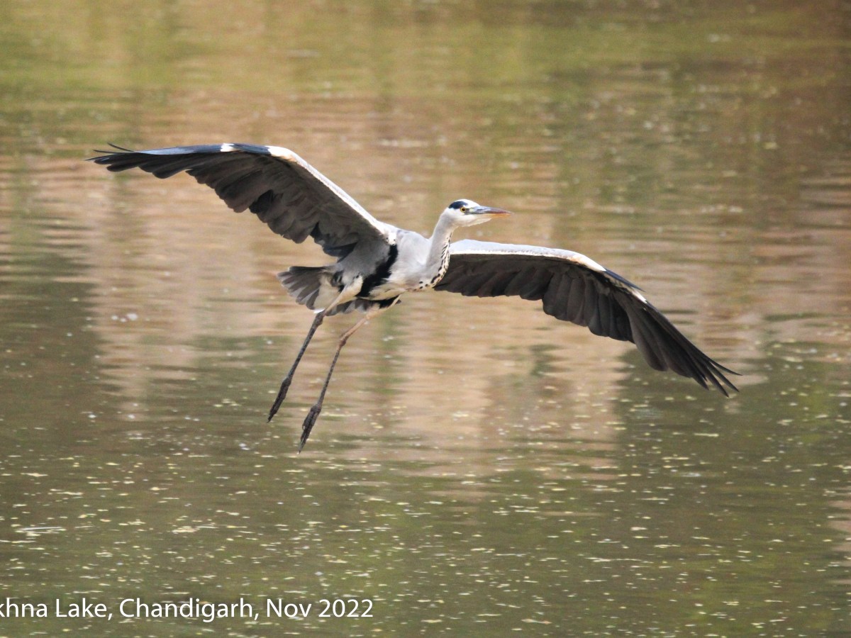 Heron – A Patient&nbsp;Hunter