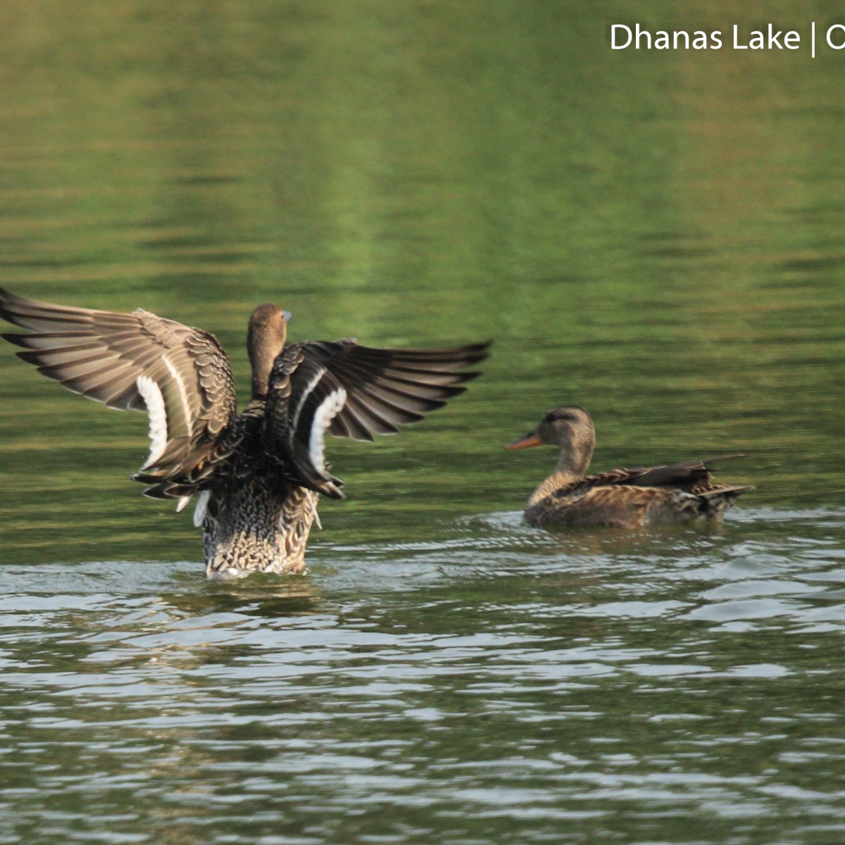 Winter Visitors – Green-winged Teal, Mallard &&nbsp;Gadwall