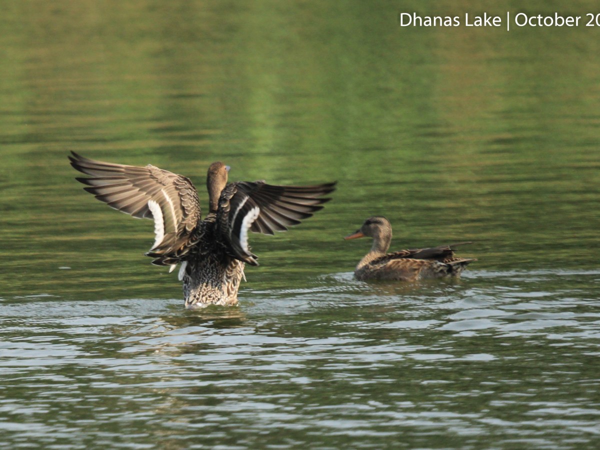 Winter Visitors – Green-winged Teal, Mallard &&nbsp;Gadwall