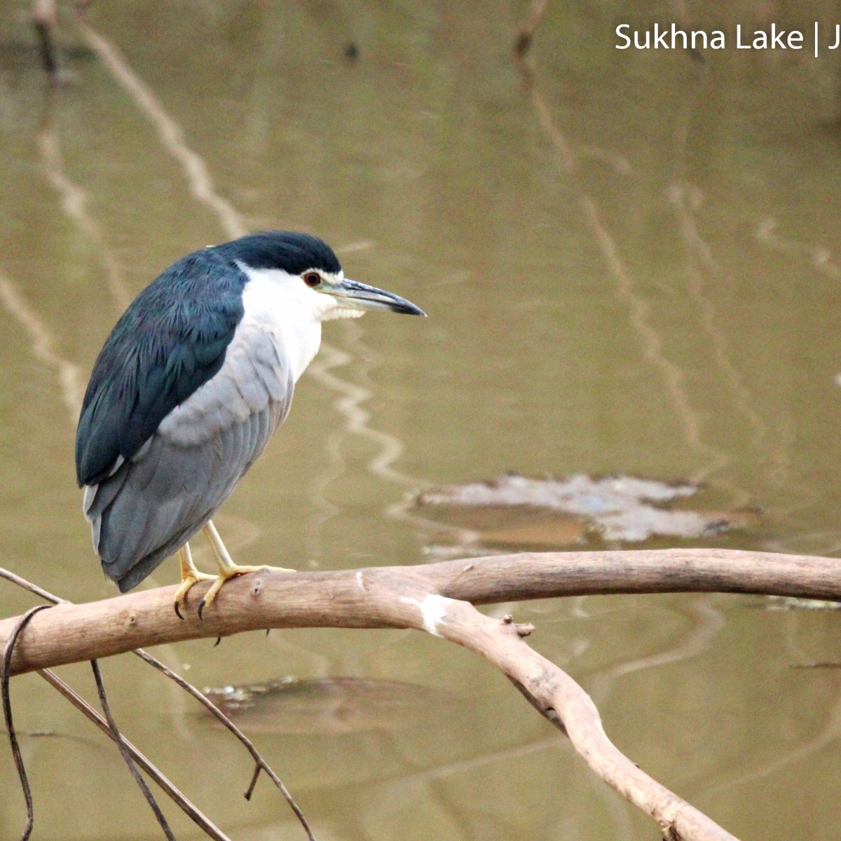 Black-crowned Night-Heron