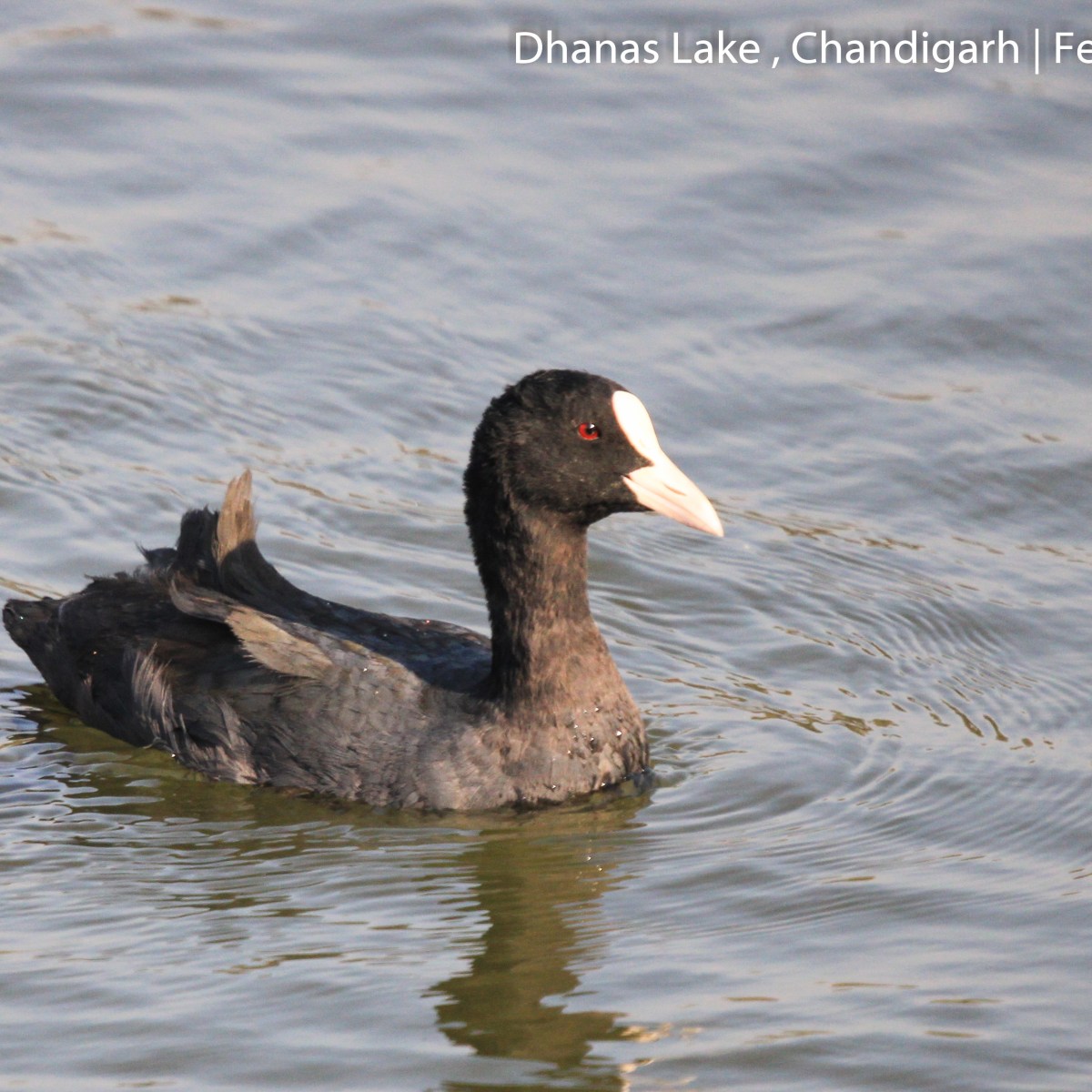Winter Visitor- Eurasian&nbsp;Coot
