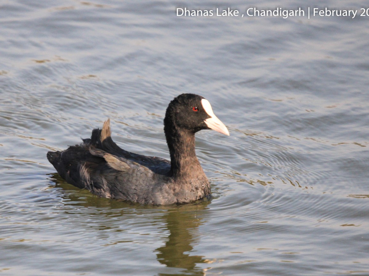 Winter Visitor- Eurasian&nbsp;Coot