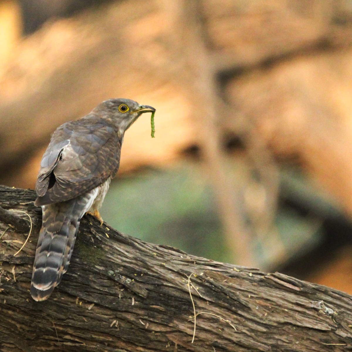 Common hawk-cuckoo – the brainfever&nbsp;bird