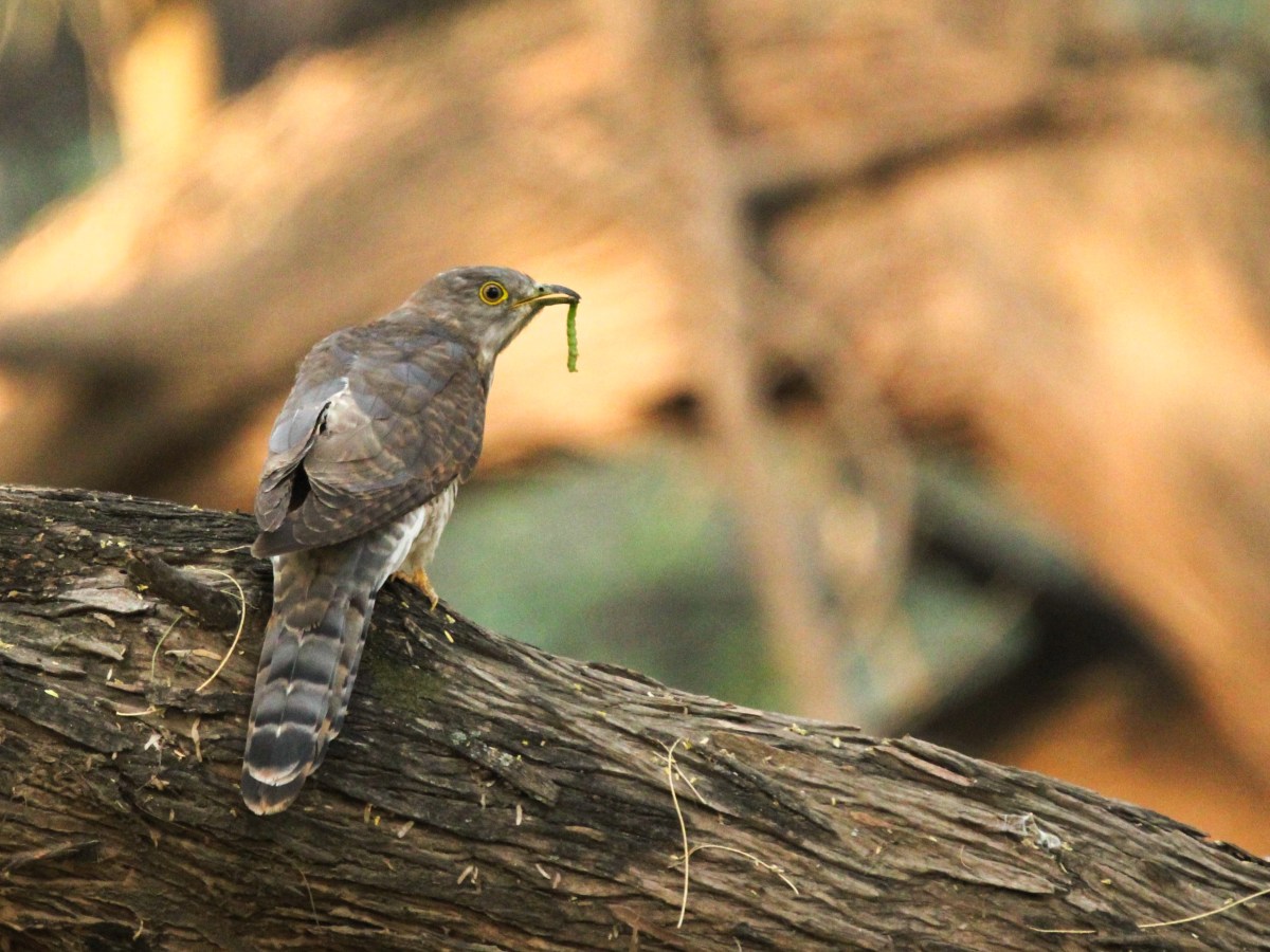 Common hawk-cuckoo – the brainfever&nbsp;bird